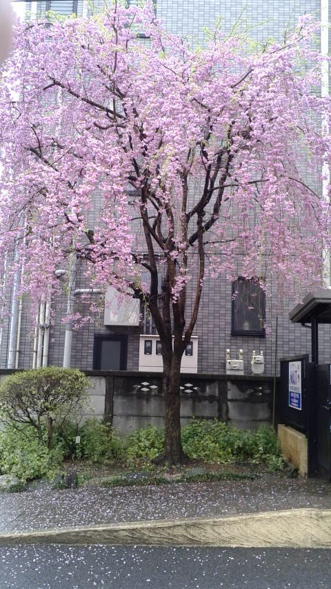 枝垂れ桜の画像です