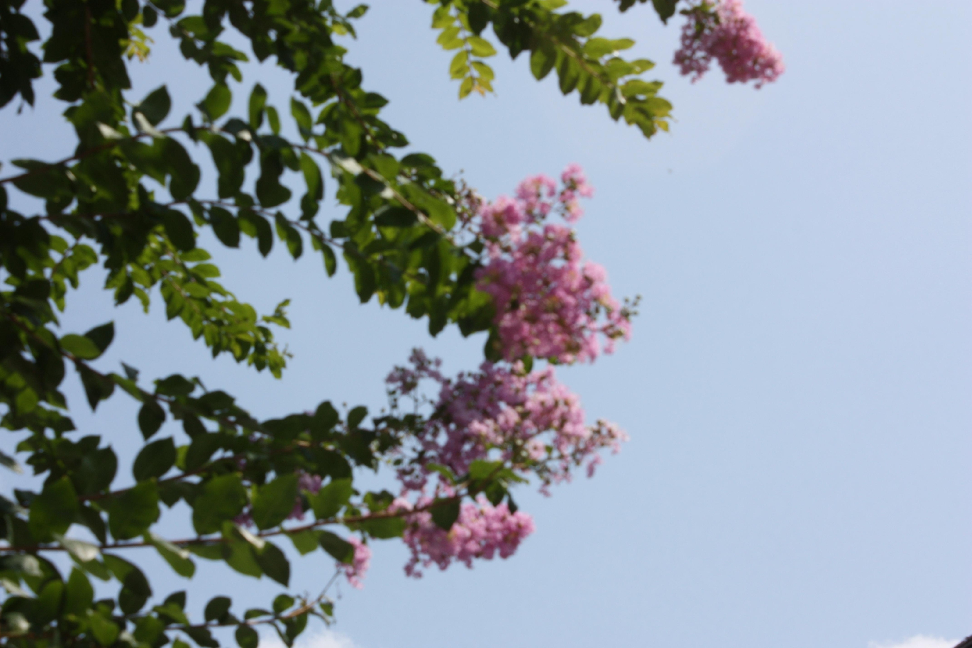 猛暑の中サルスベリ・むくげが咲いています