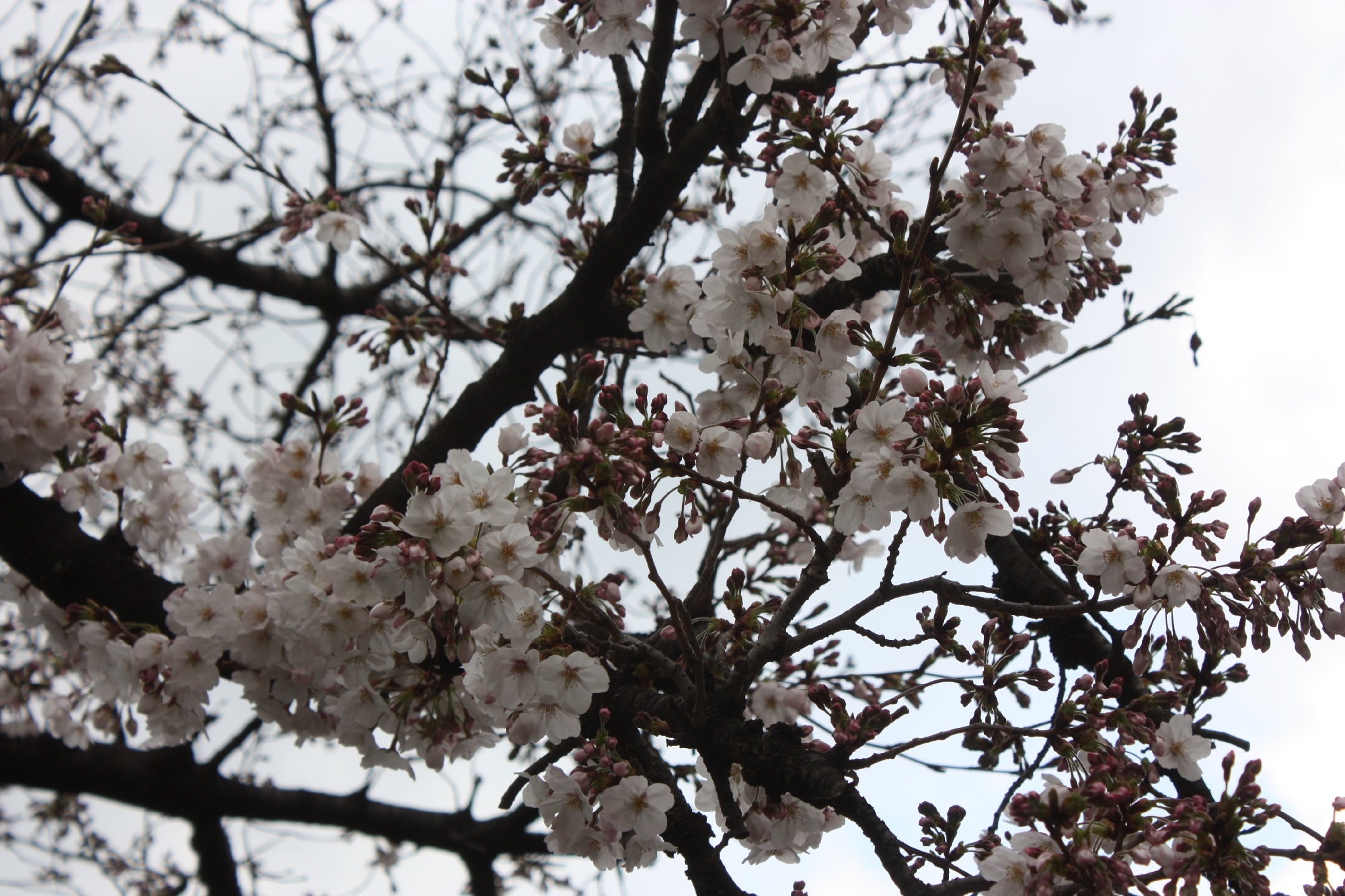桜が咲きました２０２１年３月２０日
